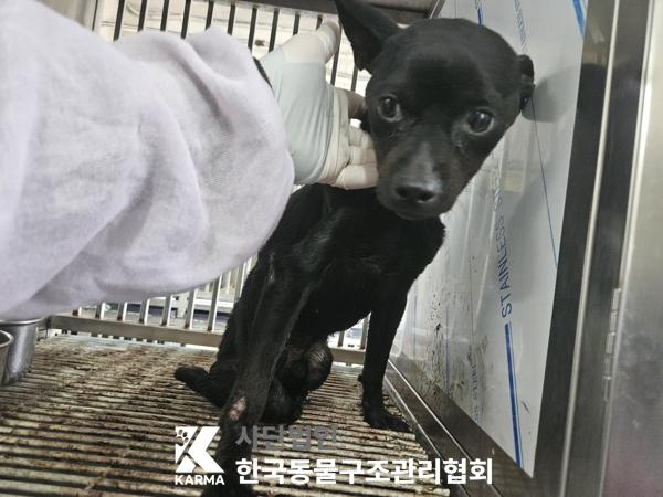 한국동물구조관리협회_441409202501193